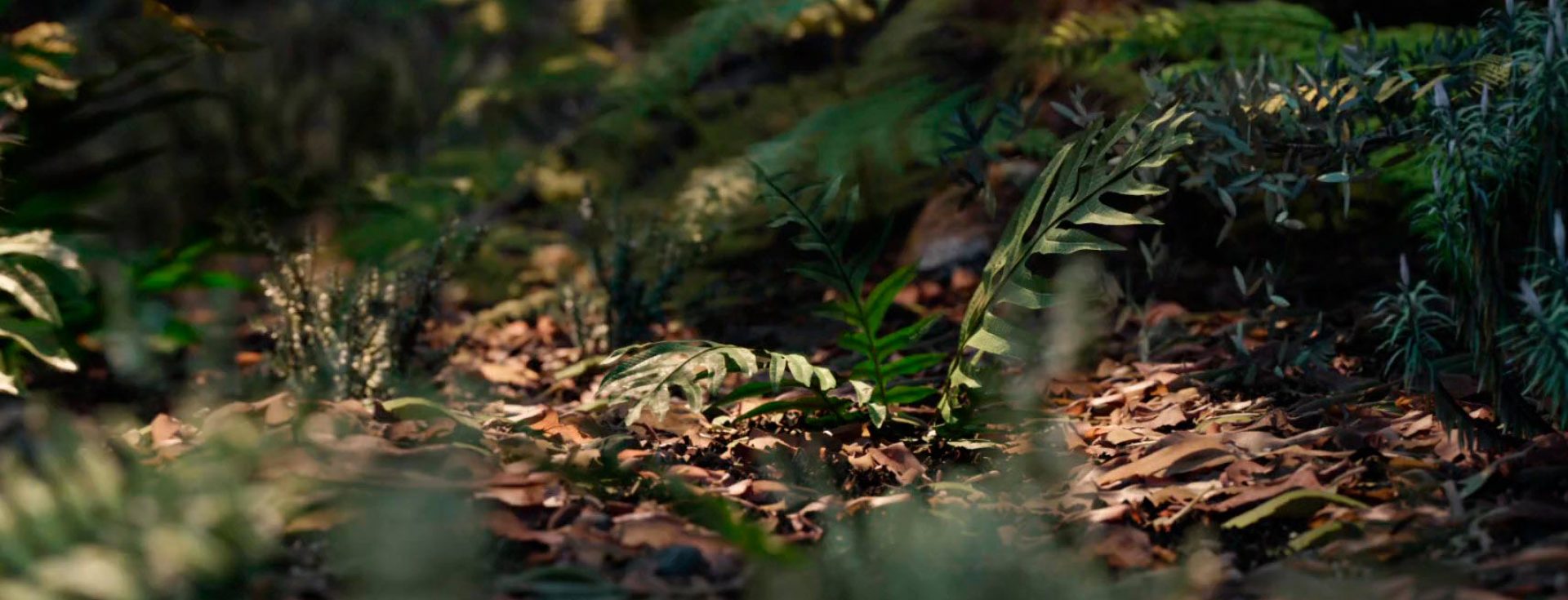 P A T R I C I A   S E R R A N O